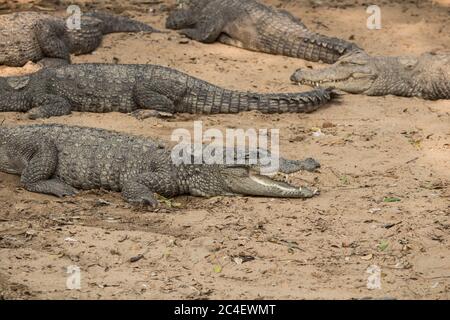 Krokodile liegen an Land Stockfoto