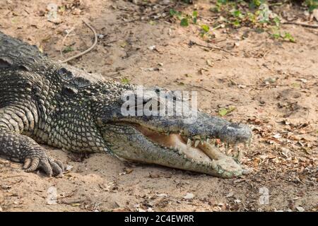 Krokodilmund geöffnet - liegend an Land Stockfoto