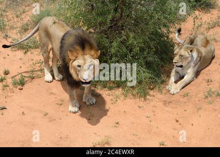 Ein Paar erwachsener Löwen im afrikanischen Buschveld, Namibia. Afrika. Männlicher Löwe brüllt. Blick von oben Stockfoto