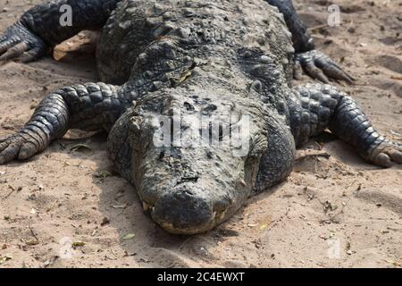 Krokodil schläft an Land Stockfoto