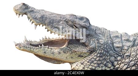 Krokodilmund geöffnet - isoliert auf weißem Hintergrund Stockfoto