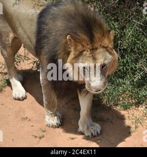 Männliches Löwenportrait im afrikanischen Busch, Namibia. Afrika. Blick von oben Stockfoto