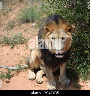 Männlicher Löwe sitzt unter Busch im afrikanischen Buschveld, Namibia Stockfoto