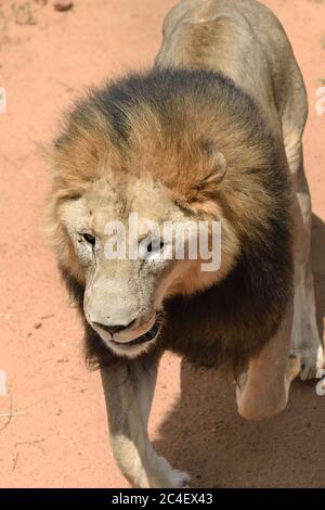 Männlicher Löwe läuft im afrikanischen Feld, Namibia. Afrika. Blick von oben Nahaufnahme Stockfoto