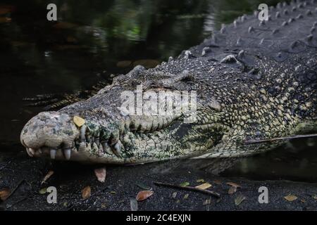 Krokodil schläft im Wasser Stockfoto