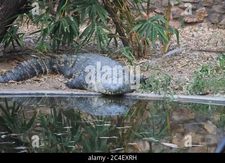 Alligator in der Nähe von Wasser - Reflexion im Wasser Stockfoto