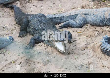 Krokodilmund öffnete sich liegend auf einer Oberfläche Stockfoto