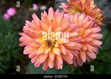 Nahaufnahme einer rosa und gelben Dahlia-Blüten Stockfoto