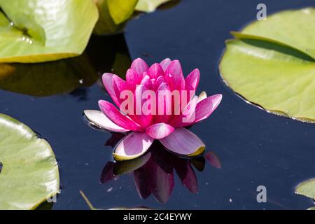 Rosa Blume der Nymphaea 'Attraktion' Stockfoto