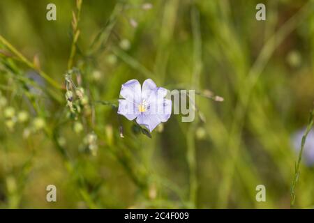 Blass blaue Blume von Linum perenne, der mehrjährige Flachs, blauer Flachs oder Flusen Stockfoto