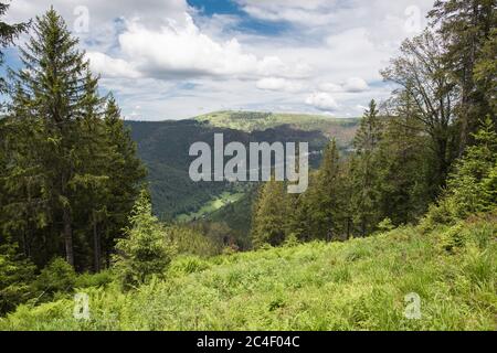 Landschaft im Schwarzwald in Deutschland, am Silberberg 1358.9 m über dem Meeresspiegel bei Todtnau. Stockfoto