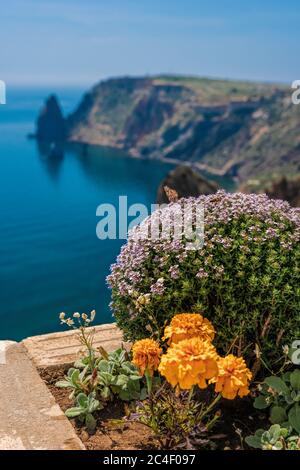 Lila Blüten von Thymus vulgaris Sträucher als Common Thymian bekannt, Garten Thymian, . Thymian vor dem türkisfarbenen Meer auf Kap Fiolent, Krim. Der Stockfoto