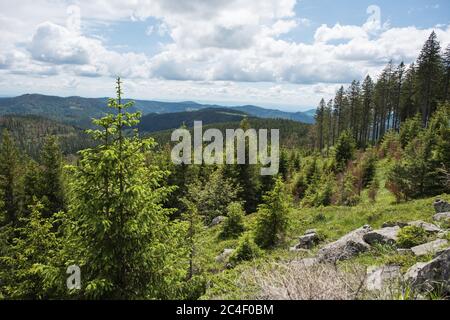 Landschaft im Schwarzwald in Deutschland, am Silberberg 1358.9 m über dem Meeresspiegel bei Todtnau. Stockfoto