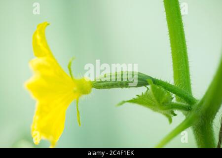 Slicing Cucumber Plant, Cucumis sativus bestäubte weibliche Blume mit kleinen Früchten, juni, Surrey, England Stockfoto