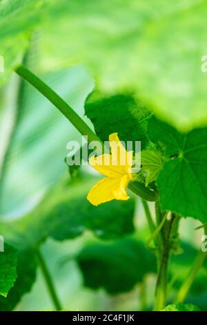 Slicing Cucumber Plant, Cucumis sativus bestäubte weibliche Blume mit kleinen Früchten, juni, Surrey, England Stockfoto