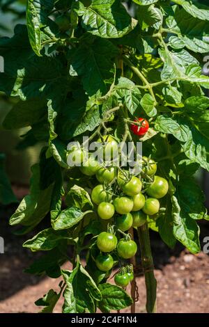 Tomaten, "Gärtner erfreuen" Sorte, die auf dem Wein wächst, juni, Surrey, Großbritannien Stockfoto
