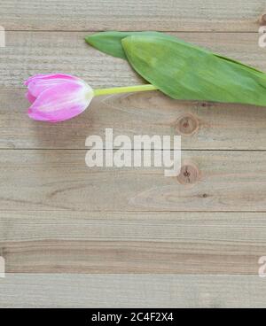 Eine einzelne zarte rosa Tulpe mit grünen Stiel und Blätter auf einem rustikalen Holz Hintergrund mit Kopieplatz Stockfoto