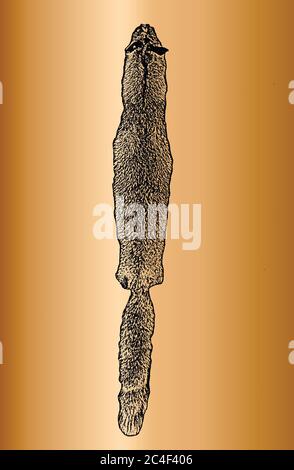 Distressed Overlay Textur von goldenem Naturfell, Grunge Vektor Hintergrund. Abstrakte Halbton Vektor Illustration Stock Vektor