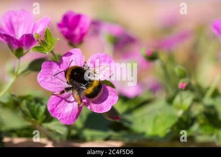 Bombus terrestris/lucorum, Buff/white tailed Hummel füttert Geranium 'Mavis Simpson' rosa Blume, England, Großbritannien Stockfoto