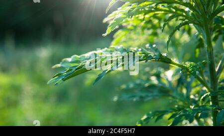 Ambrosia Pollen verursachen Probleme für Menschen mit Allergien. Ragweed und Mold Allergene im Herbst Stockfoto