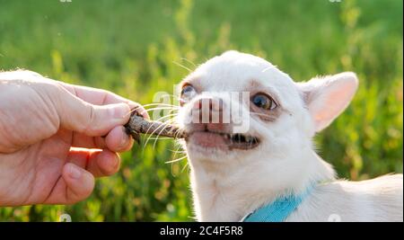 Chihuahua Hund. Zucht und Pflege von Hunden und Welpen eines Chihuahua Stockfoto