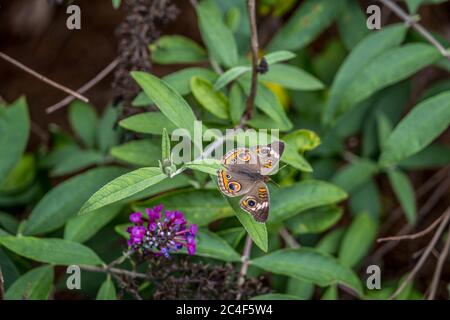 Bunte Gemeine Buckeye Schmetterling sitzt auf dem Zweig eines Schmetterlingsbusches mit geöffneten Flügeln zeigt es Augen Tarnung von Prädiktoren im Sommer Stockfoto