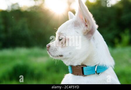 Chihuahua Hund. Zucht und Pflege von Hunden und Welpen eines Chihuahua Stockfoto