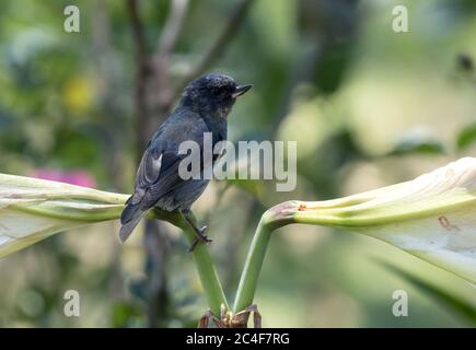 Nahaufnahme des männlichen singvogels Slaty Flowerpiercer (Diglossa plumbea), der auf einer Blume im Hochland von Panama steht. Es ist endemisch in Costa Rica und Panama Stockfoto