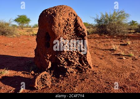 Riesiger roter, oranger Termitenhügel, der bei Sonnenaufgang in der Kalahari Wüste in Afrika, Namibia, gezeigt wird Stockfoto