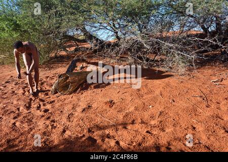 KALAHARI, NAMIBIA - 24. JAN 2016: Buschmann-Jäger prüft eine Falle für das Stachelschwein. San, auch Buschmänner genannt, sind Mitglieder verschiedener indigener Völker Stockfoto