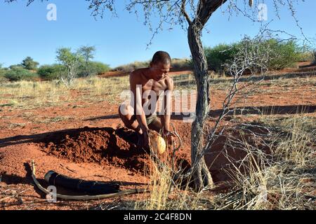 KALAHARI, NAMIBIA - 24. JAN 2016: Buschmänner-Jäger begräbt Straußenei mit Wasser. San, auch Buschmänner genannt, sind Mitglieder verschiedener indigener Hu Stockfoto