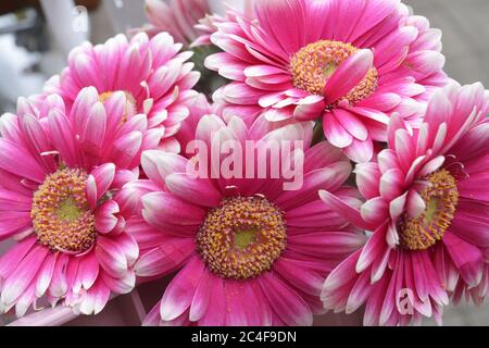 Nahaufnahme von rosa und schönen Gerbera jamesonii Blumen Stockfoto