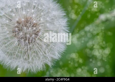Weiße Löwenzahn Blume Nahaufnahme auf einem natürlichen grünen Hintergrund an einem sonnigen Sommertag. Allergenpflanze. Stockfoto