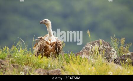 Gänsegeier auf dem Boden mit grünem Gras in der Sommernatur sitzen Stockfoto