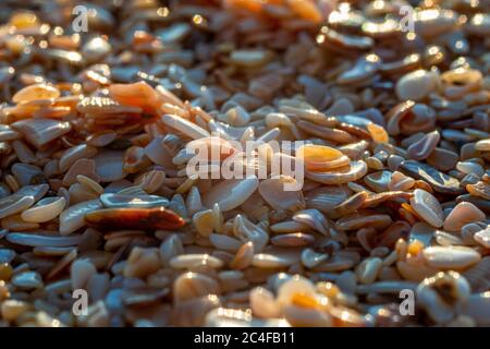 Fein gefräste Muscheln und nasser Sand am Strand. Nahaufnahme Stockfoto