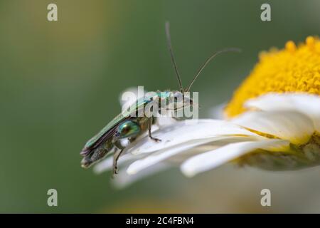 Dicke-legged flower Beetle (Oedemera nobilis), auch als Geschwollen - thighed Käfer und das falsche Öl Käfer, auf Anthemis Dolmetsch' E. C. Buxton" bekannt Stockfoto