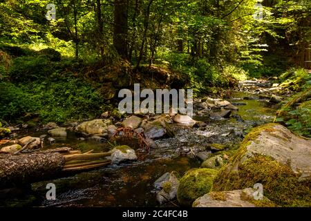 Ravenna ein wilder kleiner Fluss im Wald des Hochschwarzwaldes fließt im Sommer zwischen den Felsen bei Breitnau hinab. Baden-Württemberg Südwest Stockfoto