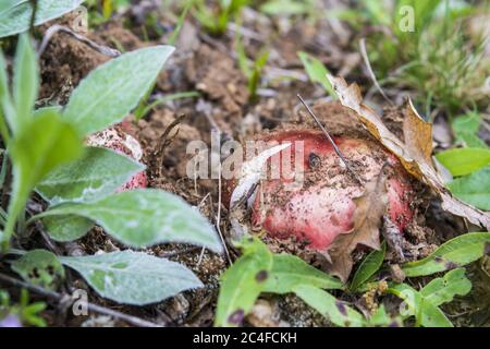 Nahaufnahme von Rosy Russula bedeckt mit Erde in A Wald Stockfoto