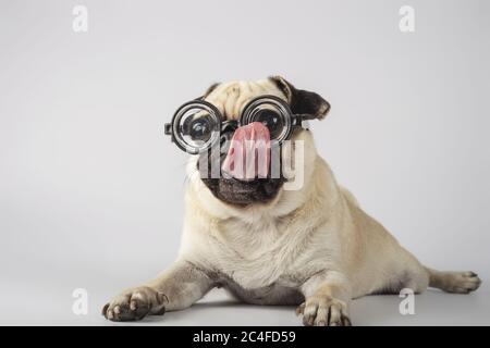 Liebenswert Mops mit Brille leckt seine Nase auf einem grauen Hintergrund Stockfoto