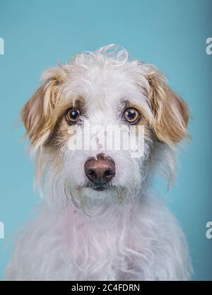 Vertikales Porträt eines entzückenden Mischlingshundes auf einem Blauer Hintergrund Stockfoto