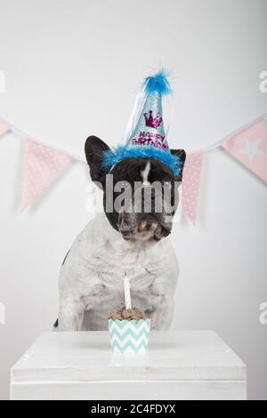 Vertikale Aufnahme einer französischen Bulldogge zum ersten Geburtstag Stockfoto