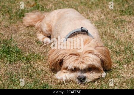 Roter Lhasa Apso Hund liegt in einem Garten Stockfoto