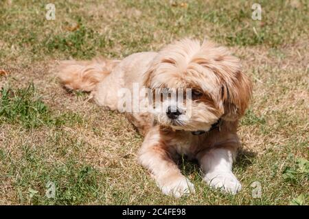 Roter Lhasa Apso Hund liegt in einem Garten Stockfoto