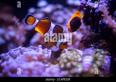 Unterwasser Clownfische auf rosa Korallen Stockfoto