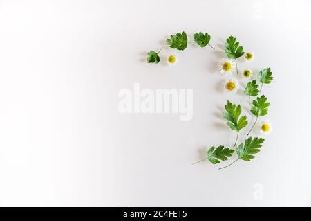 Blumenzusammensetzung. Muster aus weißen Blüten und grünen Blättern auf weißem Hintergrund. Muttertag, Frauen Tag und Sommer Konzept. Stockfoto