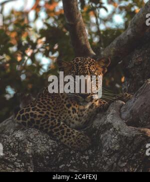 leopard auf einem Baum ruht; Leopard starrt; Leopard in goldenem Licht; Leopardenauge; Auge des Tigers Stockfoto