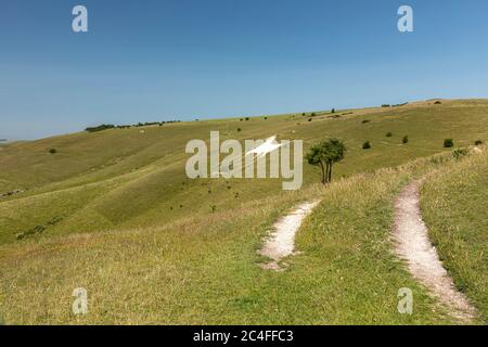 Das Alton Barnes White Horse, westlich von Walkers Hill im Pewsey Downs National Nature Reserve. Teil von North Wessex Downs AONB, Wiltshire, England, Großbritannien Stockfoto