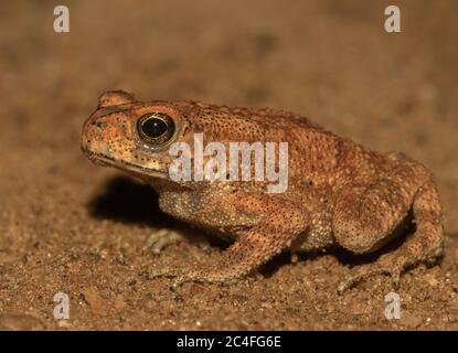 Bufo-Kröte; braune Kröte; niedliche Kröte; kleiner Frosch; Duttaphrynus melanostictus aus Sri Lanka; Asiatische Kröte; Hauskröte; Kröte im Badezimmer; Stockfoto