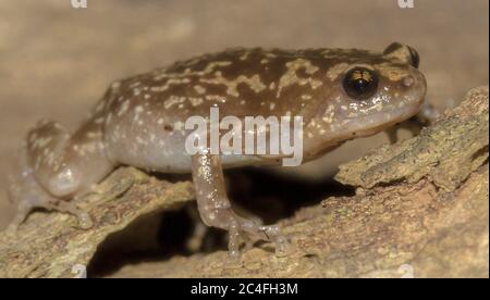 Frosch auf einem Ast; brauner Frosch; niedlicher froggy; kleiner Frosch; Uperodon rohani aus Sri Lanka; endemisch; variegatus; Toilettenfrosch; Frosch im Badezimmer; Stockfoto