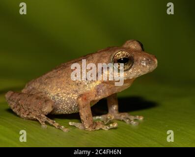 Brauner Frosch auf einem Blatt; winziger Frosch; niedlicher froggy; Pseudophilautus popularis aus Sri lanka; endemisch in Sri Lanka; Frösche in der Stadt; gewöhnlicher Strauchfrosch Stockfoto